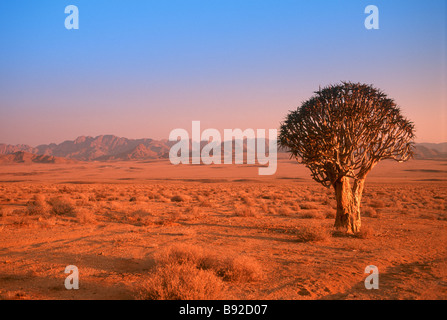 Köcherbaum oder Kokerboom Baum allein in eine Wüstenlandschaft Richtersveld nördliche Kapprovinz in Südafrika Stockfoto