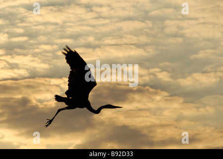 Graureiher (Ardea Cinerea) ergreift die Flucht vor den Sonnenaufgang gefärbten Wolken. Antelope Park, Gweru, Midlands, Simbabwe Stockfoto