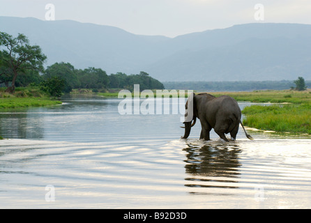 Großer Elefantenbulle (Loxodonta Africana) kreuzt den Sambesi aus Sambia in Simbabwe. Mana Pools National Park, Mashonal Stockfoto