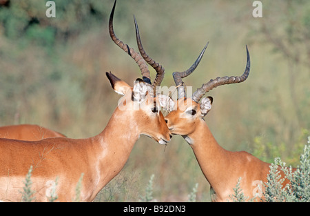 Impala Aepyceros Melampus ram paar Pflege Okavango Delta Botswana Afrika Stockfoto