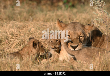 Afrikanische Löwin Panthera Leo mit ihr mit ihren drei jungen Okavango Delta Botswana Afrika Stockfoto