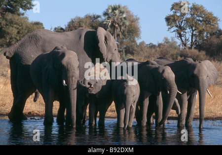 Herde von afrikanischen Elefanten Loxodonta Africana trinken an einer Wasserstelle Okavango Delta Botswana Afrika Stockfoto