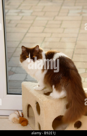 British Longhair Katze Schokolade weißen Highlander Flachländer Britanica Stockfoto