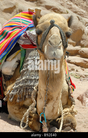 Beduinen Kamel mit farbigen Teppich schwebt über dem Sattel St Catherines Kloster Sinai Ägypten Afrika Stockfoto