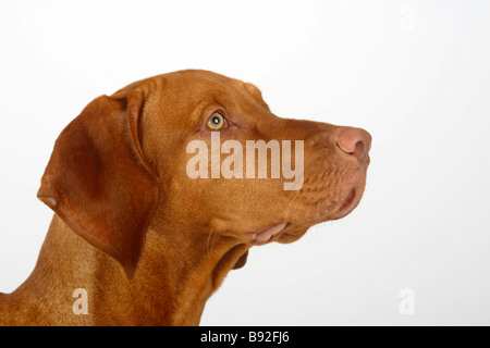 Magyar Vizsla ungarische Zeiger Stockfoto