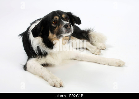 Border-Collie 7 Jahre alt Tricolor Stockfoto