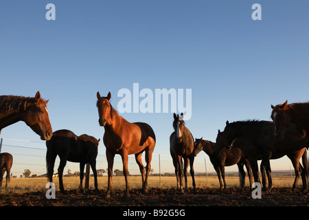 Gruppe von Pferden in einem paddock Stockfoto