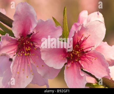 Blüten des Baumes Nektarine. Stockfoto