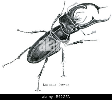 Lucanus Cervus ist die bekannteste Art der Hirschkäfer (Lucanidae-Familie), und ist manchmal auch einfach als der Hirsch Rübe Stockfoto