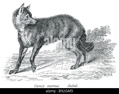 Der Goldschakal (Canis Aureus), auch genannt der asiatischen, orientalischen oder gemeinsame Schakal ist eine Art von Schakal native nach Norden und Stockfoto