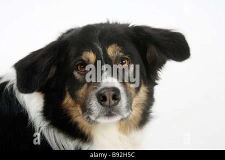 Border-Collie 7 Jahre alt Tricolor Stockfoto