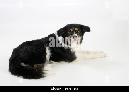 Border-Collie 7 Jahre alt Tricolor Stockfoto