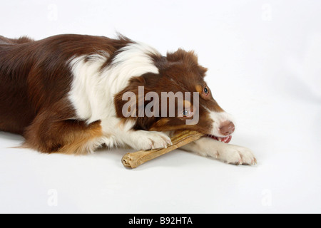 Australian Shepherd red Tri Rohhaut Knochen Stockfoto