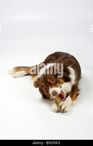 Australian Shepherd red Tri Rohhaut Knochen Stockfoto