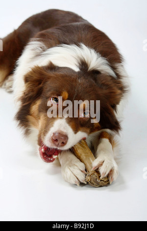 Australian Shepherd red Tri Rohhaut Knochen Stockfoto