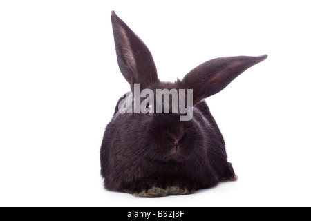Schüchterne junge schwarze Kaninchen isoliert auf weißem Hintergrund Stockfoto