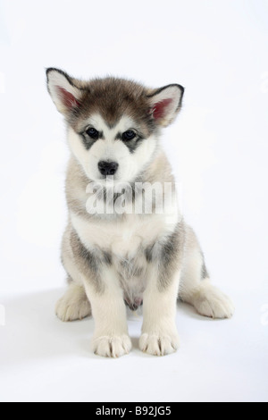 Alaskan Malamute Welpen 8 Wochen Stockfoto