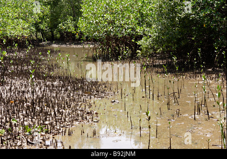 Mangrovensumpf Canavieiras Bahia Brasilien Südamerika Stockfoto