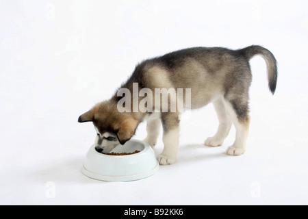 Alaskan Malamute Welpen 8 Wochen Fütterung Schüssel Stockfoto