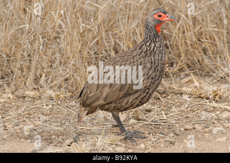 Seitenansicht des Swainson Spurfowl Pternistis Swainsonii planmäßig im Krüger Nationalpark Stockfoto