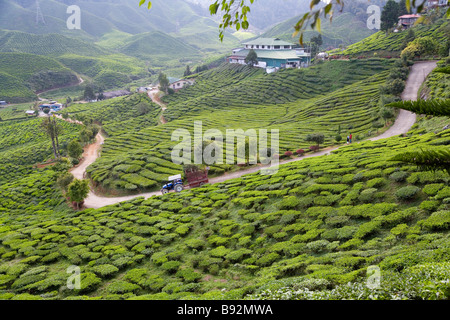 Cameron Valley Estate nr Tanah Rata, Cameron Highlands, Malaysia Stockfoto