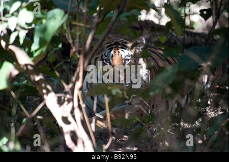 Bengal Tiger in den Busch in Kanha National Park Madhya Pradesh, Indien Stockfoto