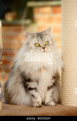 British Longhair Katze Schwarz Silber Tabby classic Highlander Flachländer Britanica Stockfoto