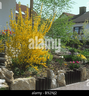 Forsythien / Forsythia × Intermedia Stockfoto