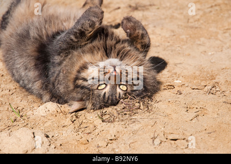 Katze auf dem Rücken Rollen Stockfoto