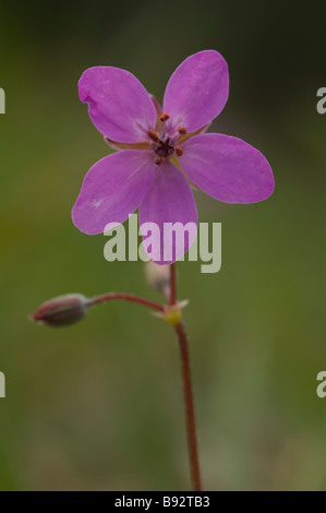 Redstem Filaree oder gemeinsame Stork es-Rechnung (Erodium Cicutarium) Stockfoto