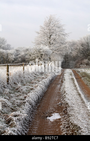 In Dorset, Großbritannien, im Januar ist die Landschaft von Dorset mit heißem Frost bedeckt – Frost auf einem Baum, Frost auf einem Baum Stockfoto