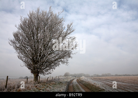 Wandern Sie durch die Landschaft von Dorset bedeckt mit Heiserfrost, Heiserfrost in Dorset im Januar - Frost auf einem Baum, Frost Baum Stockfoto