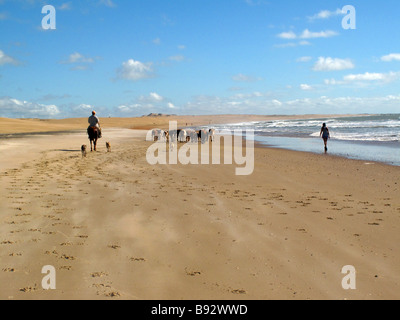 Bauer am Pferd laufen mit Vieh entlang Cabo Polonios Strand Küste, Uruguay, Südamerika. Stockfoto