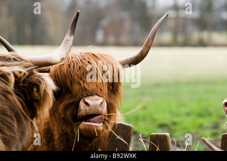 Highland Caw mit langen Hörnern kauen Heu rosa lange Zunge ragte mit einem Strohhalm von Maul hängen und Blick in die Kamera Stockfoto