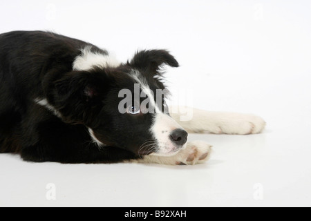 Border Collie Welpen 4 Monate Stockfoto