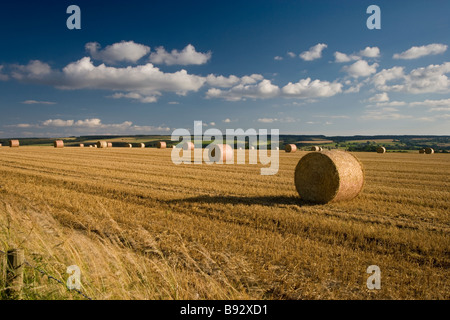 Runde Heuballen in einem Feld in North Yorkshire. Stockfoto