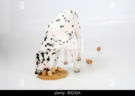 Dalmatinischen 4 Jahre Intelligenz Spiel Spielzeug Stockfoto