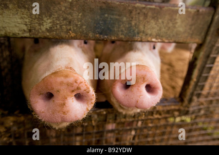 Schweinenase Aus Kunststoff Mit Gummizug – Beige, Einheitsgröße Für Erwachsene – Perfekt Für Verkleidungen