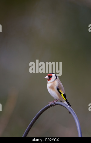 Stieglitz Zuchtjahr Zuchtjahr Stockfoto