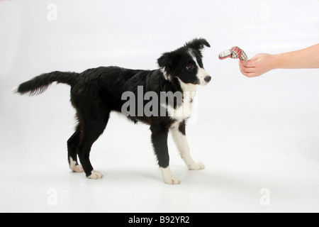 Border Collie Welpen 4 Monat Spielzeug Stockfoto