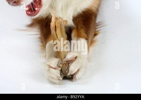 Australian Shepherd red Tri Rohhaut Knochen Pfote Pfoten Stockfoto