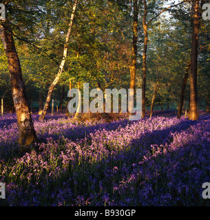 Abendlicht am Glockenblumen in Crosscroft Wood in der Nähe von Henley on Thames, Oxfordshire Stockfoto