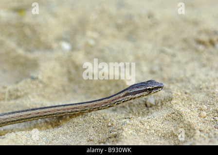 Young gemeinsamen Big-eyed Snake (Mimophis Mahfalensis) auf der sandigen Strecke in Anjajavy, Madagaskar. Stockfoto