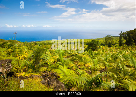 Palmenhain entlang der Küste des Indischen Ozeans, La Réunion, Frankreich | Palmen Plantage machen der Küste von La Réunion Stockfoto