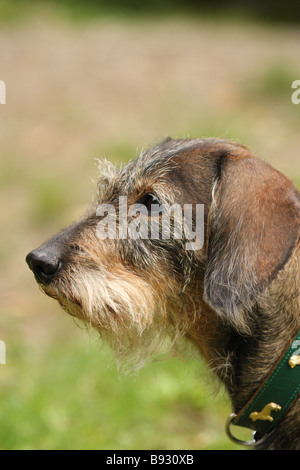 Dackel in Kamera Stockfoto