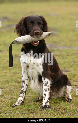 Kleines Munsterlander Kleiner Münsterländer dummy Stockfoto