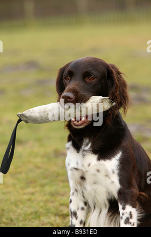 Kleines Munsterlander Kleiner Münsterländer dummy Stockfoto