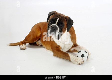 Deutscher Boxer 4 Jahre Ball Spielzeug Stockfoto