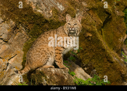 Klassische Porträt von einem Erwachsenen Bobcat auf einem Felsen sitzen Stockfoto