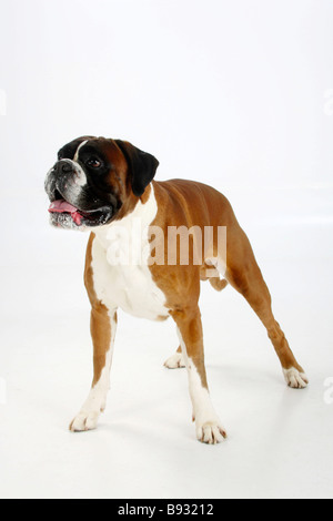 Deutscher Boxer 4 Jahre Stockfoto